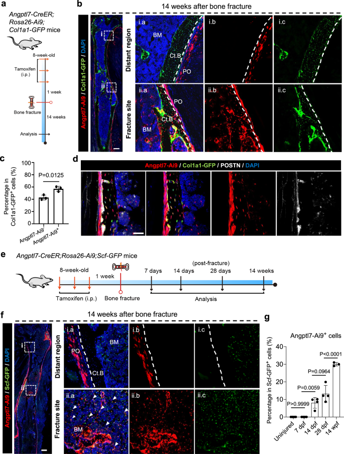 Fig. 5: Angptl7-lineage cells can regenerate the entire bone architecture after fracture.
