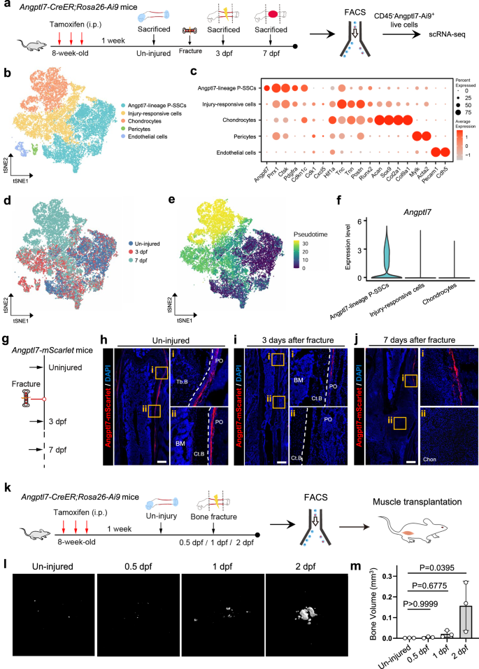 Fig. 6: Angptl7-lineage P-SSCs immediately response to bone injury and obtain osteogenic capacity.