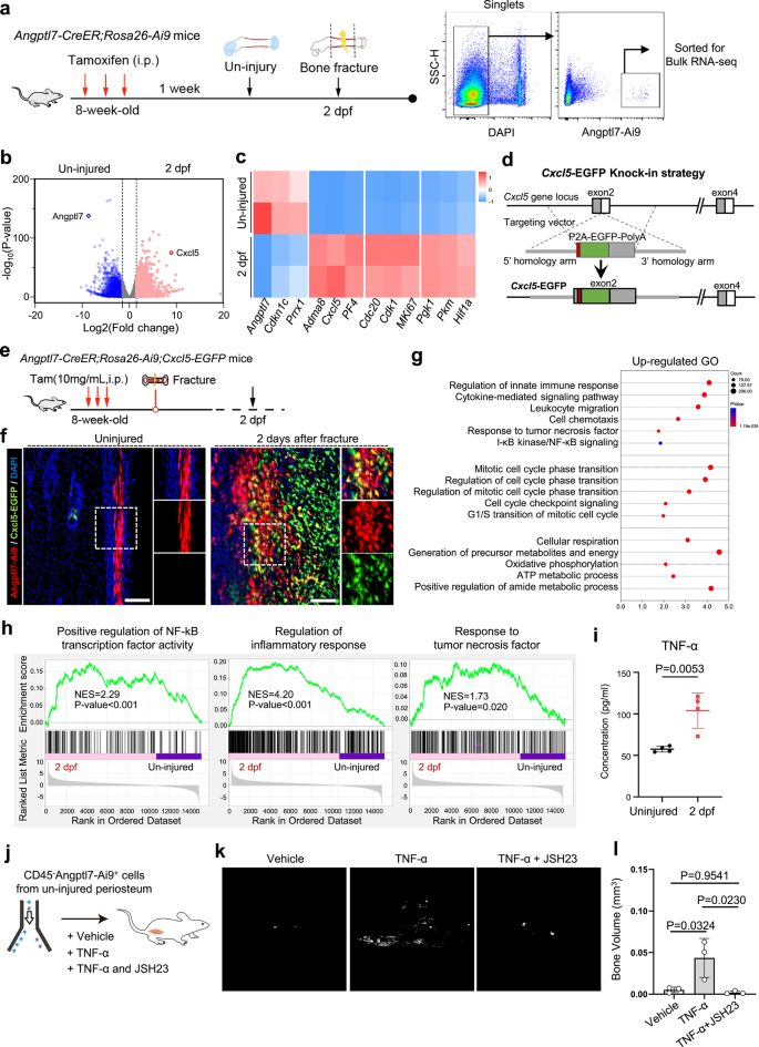 Fig. 7: Inflammatory signals trigger the activation of Angptl7-lineage P-SSCs via NF-κB signaling pathway.