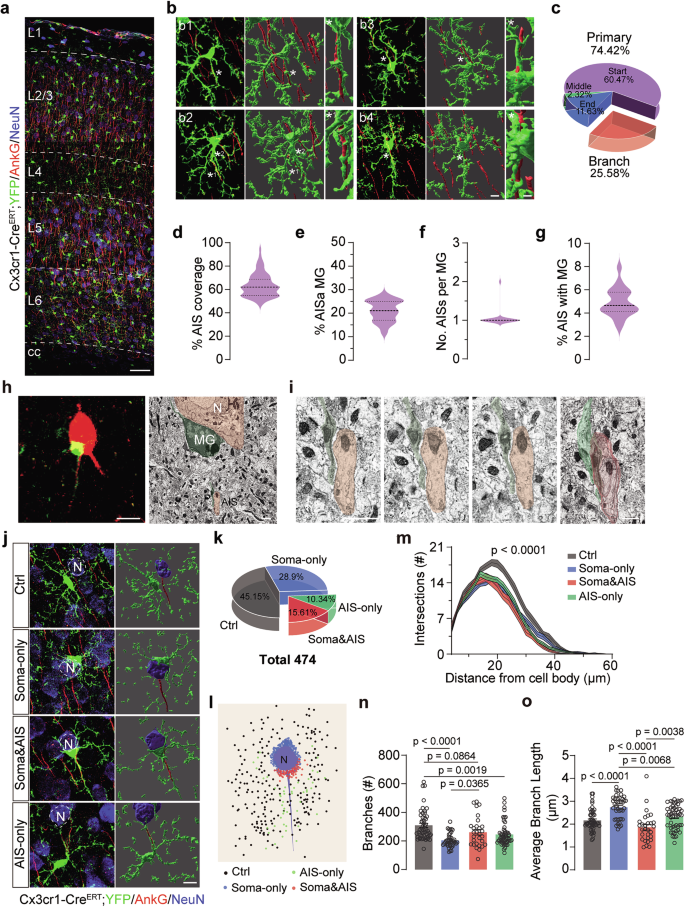 Fig. 1: Morphological characterization of MGs that interact with neuronal AISs in the neocortex.