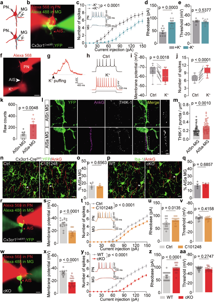 Fig. 4: Intracellular K+ release from AISa-MGs through THIK-1 promotes AP firing of the associated PNs.