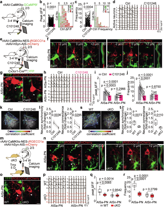 Fig. 6: Microglial THIK-1 activity specifically regulates the calcium responses of PNs associated with MGs at the AISs.