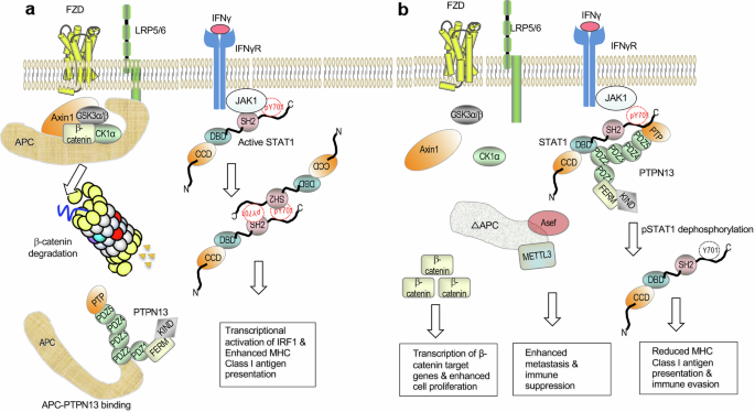 Fig. 1: A proposed mechanism of PTPN13-mediated immune evasion by CRC cells harboring APC truncation.