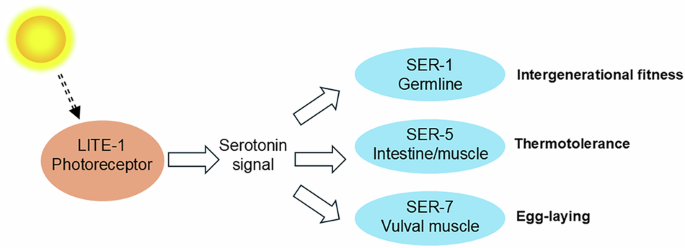 Fig. 1: Schematic diagram of cascading light-induced serotonin signaling routes to coordinate thermotolerance.
