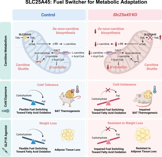 Fig. 1: SLC25A45 couples carnitine biosynthesis to adaptive fuel switching during metabolic stress.