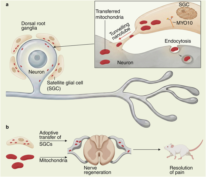 Fig. 1: SGC–neuron mitochondrial transfer supports peripheral sensory neuron integrity.