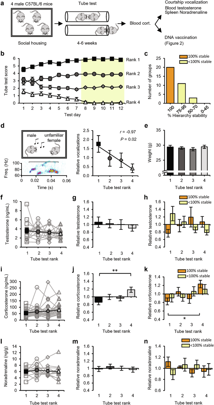 Fig. 1: Social hierarchy and hormonal profile of group-housed mice.