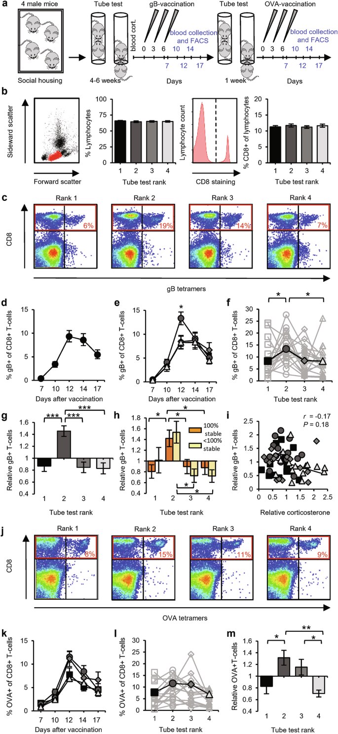 Fig. 2: Second-ranked mice show greater antigen-specific T-cell responses.