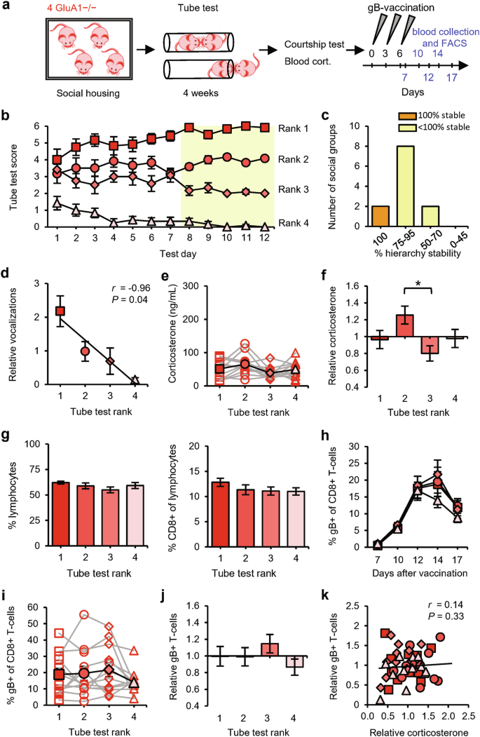 Fig. 3: Equivalent T-cell responses among ranks in social groups of GluA1-deficient mice.