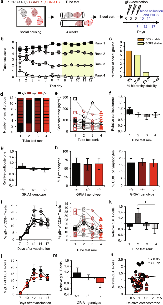 Fig. 4: GluA1 expression promotes T-cell responses in 2nd-ranked mice.