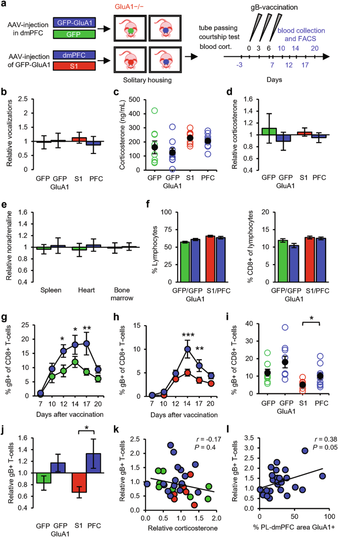 Fig. 7: GluA1 expression in the dmPFC promotes T-cell responses in solitary mice.
