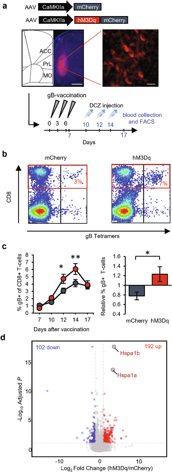 Fig. 8: Chemogenetic manipulation of dmPFC neurons influences the activation and gene expression of CD8+ T-cells.