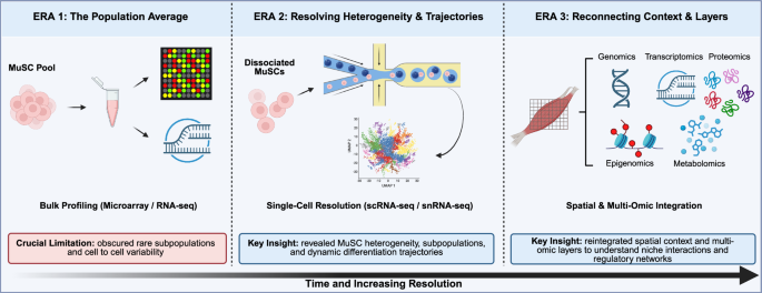 Fig. 1: The evolution of transcriptomic resolution reveals MuSC heterogeneity and niche context during aging.