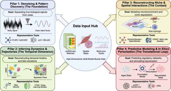 Fig. 2: Computational framework for modeling aging and rejuvenation dynamics in MuSCs.