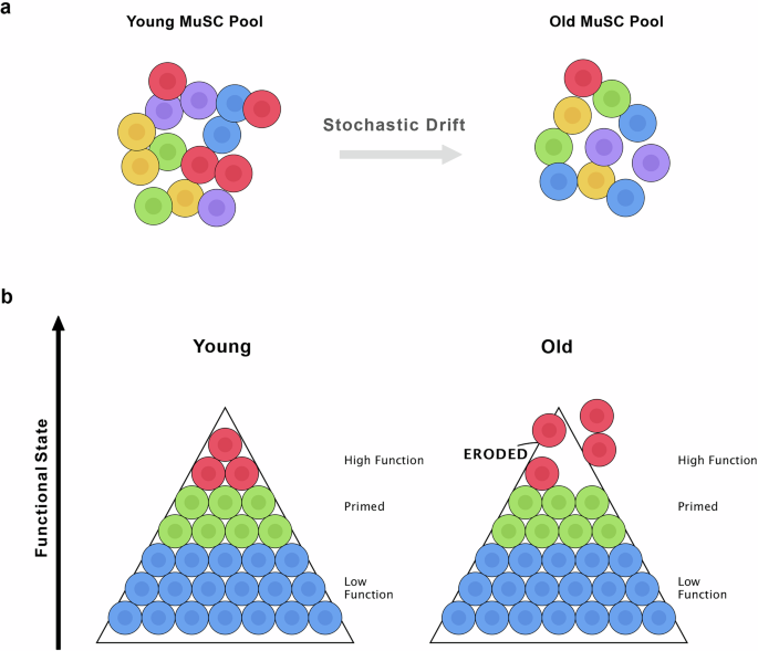 Fig. 3: Two conceptual frameworks for remodeling of the MuSC pool with age.