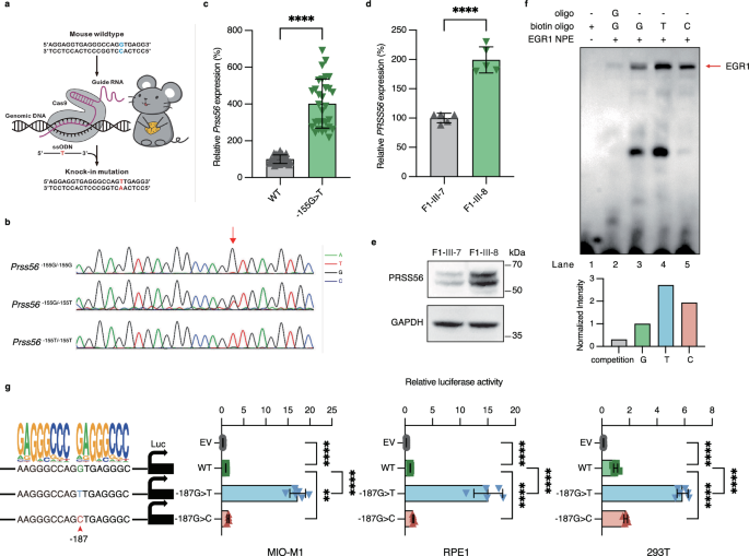 Fig. 2: c.-187G variants significantly promote self-expression by enhancing EGR1 binding.