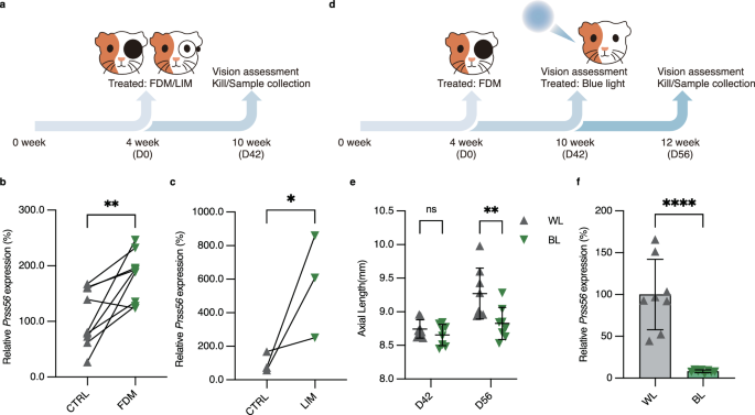 Fig. 6: Blue light exposure reduces axial elongation in myopia-modeled animals by suppressing Prss56 upregulation.