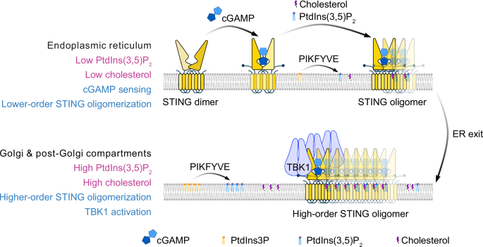 Fig. 1: PtdIns(3,5)P2 licenses cGAMP-induced STING activation along the trafficking pathway.
