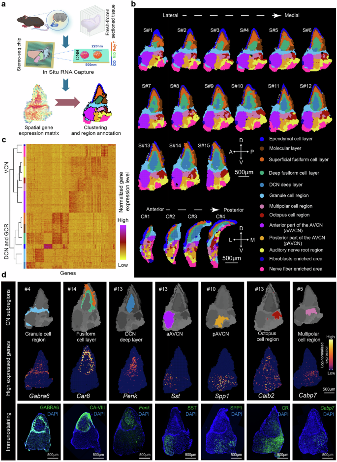 Fig. 1: Clustering and annotation of molecularly defined CN subregions.