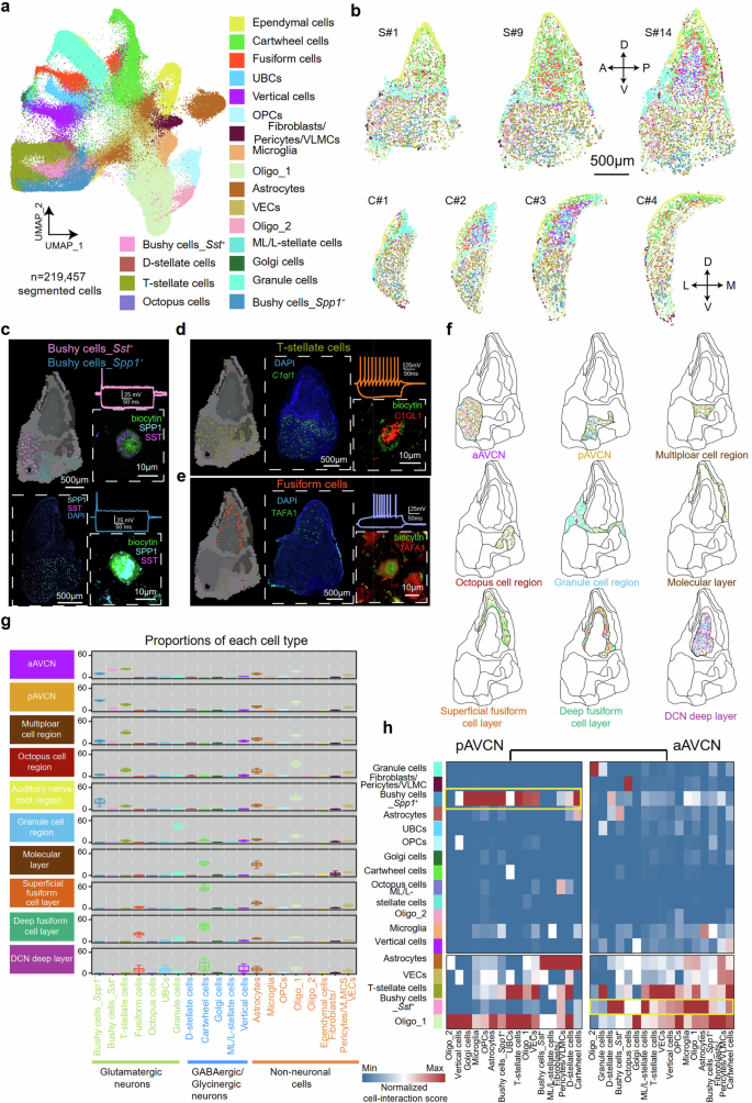 Fig. 2: Stereo-seq-defined CN cell types and spatially resolved cell atlas of the mouse CN.