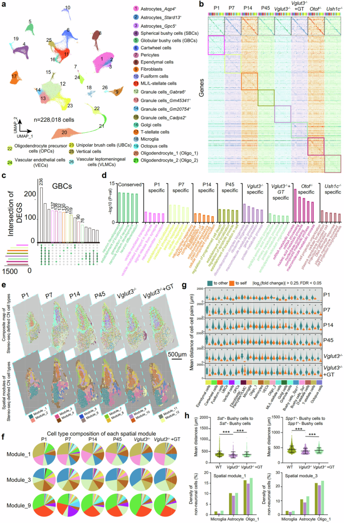 Fig. 3: Role of auditory activity-dependent CN cell gene expression and spatial organization.