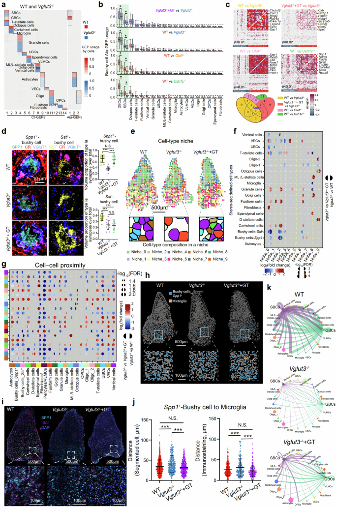 Fig. 4: Spp1+ bushy cells were identified as the primary cell type that showed transcriptomic and spatial relationship responses to auditory stimuli.
