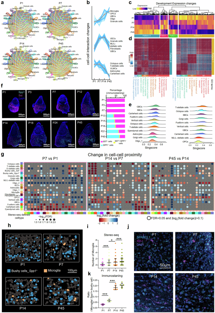 Fig. 6: Developmental changes in gene expression profiles and spatial distribution of cell types.