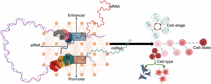 Fig. 1: Promoters act as regulatory hubs where enhancer inputs and transcription factor (TF) binding shape transcriptional output.