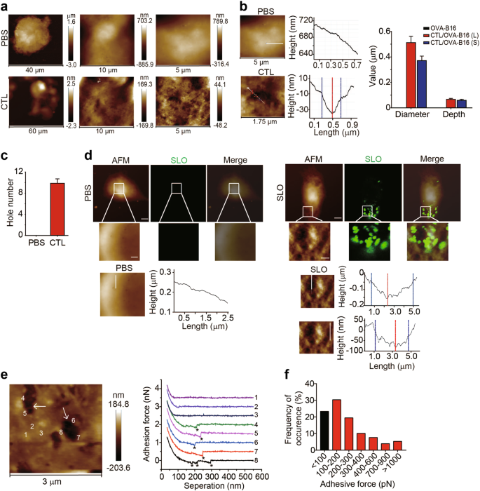 Visualization Of Perforin Gasdermin Complement Formed Pores In Real Cell Membranes Using Atomic Force Microscopy Cellular Molecular Immunology Visualization Of Perforin Gasdermin Complement Formed Pores In Real Cell Membranes Using Atomic Force Microscopy Cellular Molecular Immunology