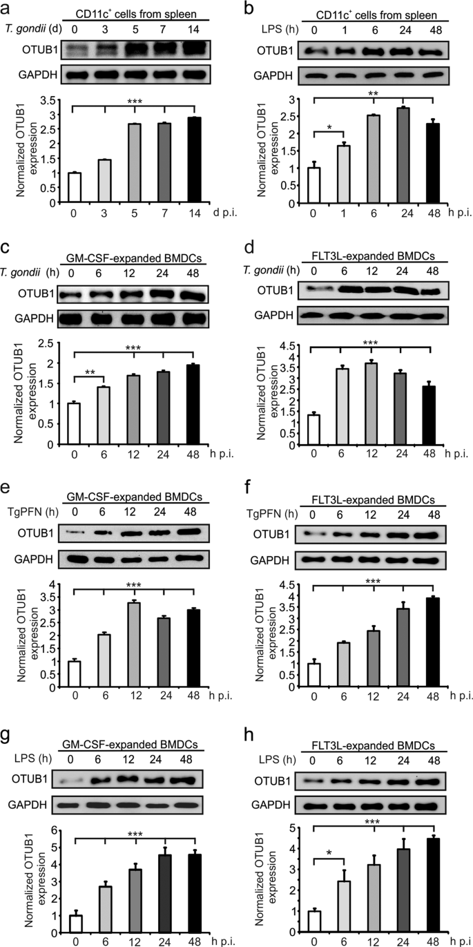 The Deubiquitinase Otub1 Augments Nf Kb Dependent Immune Responses In Dendritic Cells In Infection And Inflammation By Stabilizing Ubc13 Cellular Molecular Immunology