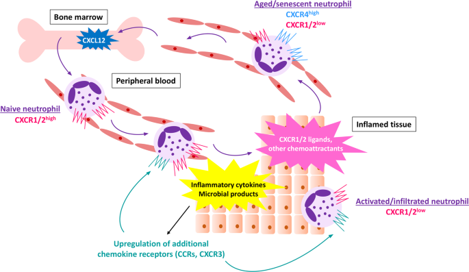 Neutrophil chemoattractant receptors in health and disease: double 