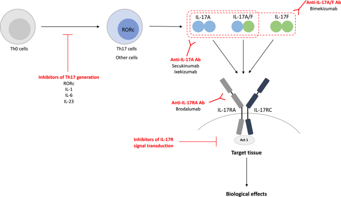 Local And Systemic Effects Of Il 17 In Joint Inflammation A Historical Perspective From Discovery To Targeting Cellular Molecular Immunology