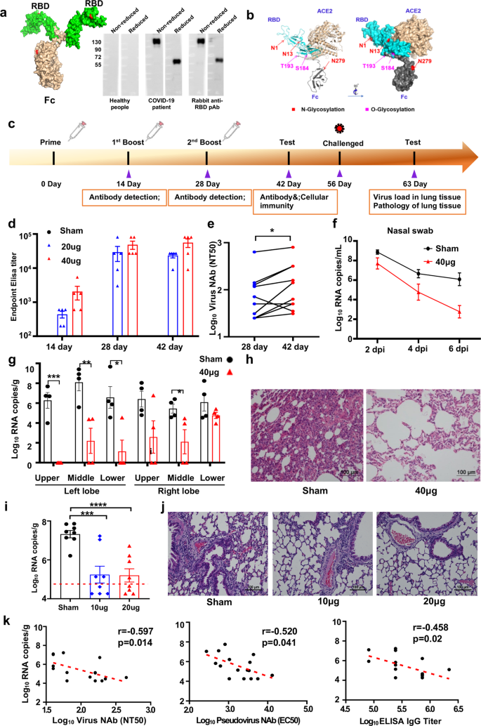 Recombinant Vaccine Containing An Rbd Fc Fusion Induced Protection Against Sars Cov 2 In Nonhuman Primates And Mice Cellular Molecular Immunology