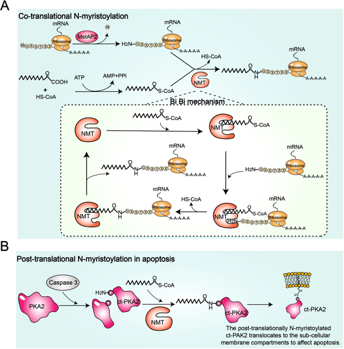 Protein Lipidation: Occurrence, Mechanisms, Biological Functions, and  Enabling Technologies