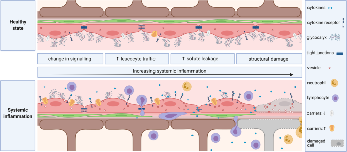 The blood–brain barrier in systemic infection and inflammation | Cellular &  Molecular Immunology