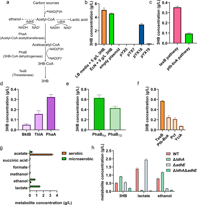 Construction of a sustainable 3-hydroxybutyrate-producing probiotic  Escherichia coli for treatment of colitis | Cellular & Molecular Immunology