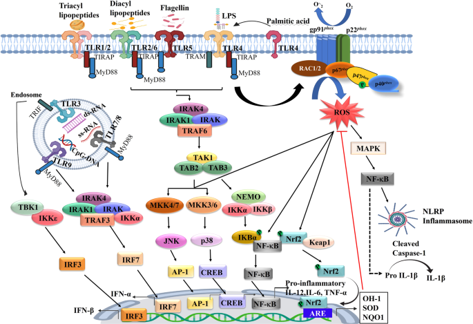 NADPH oxidase family proteins: signaling dynamics to disease management |  Cellular & Molecular Immunology