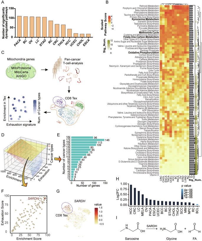 Fig. 1: Pancancer analysis of tumor-infiltrating T cells reveals that the mitochondrial metabolic gene SARDH is related to CD8+ T-cell dysfunction.