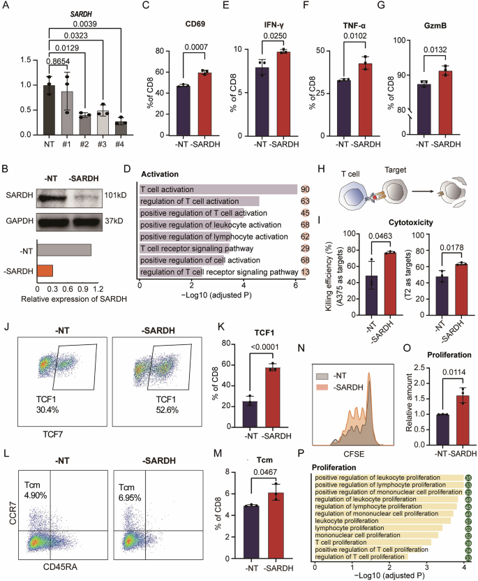 Fig. 2: SARDH restricts T-cell activation, proliferation and cytotoxic function.