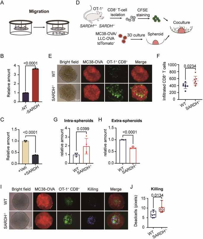 Fig. 3: SARDH inhibits the spatial migration of T cells.