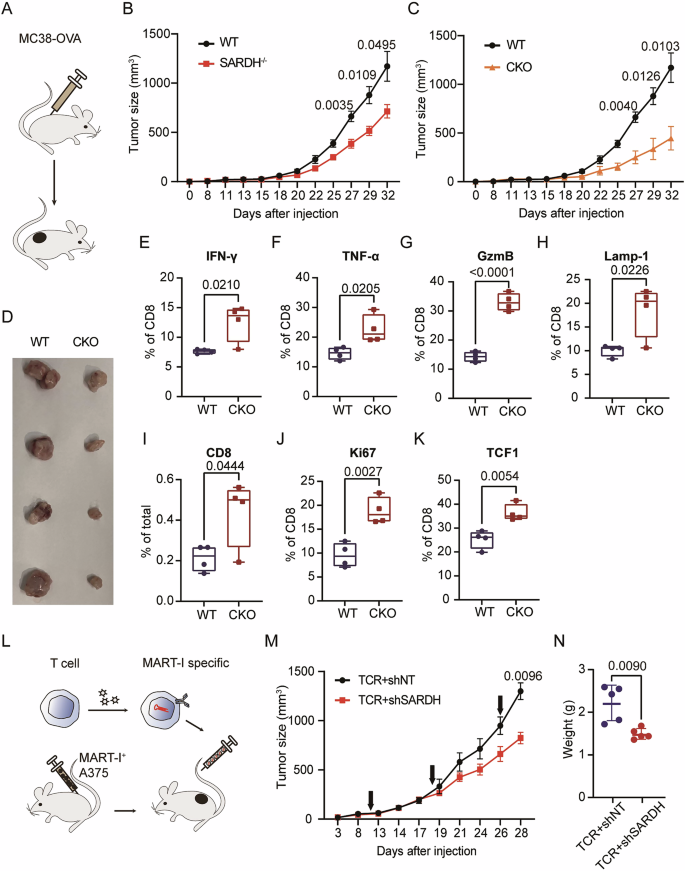Fig. 4: SARDH deficiency in T cells delays tumor progression in vivo.