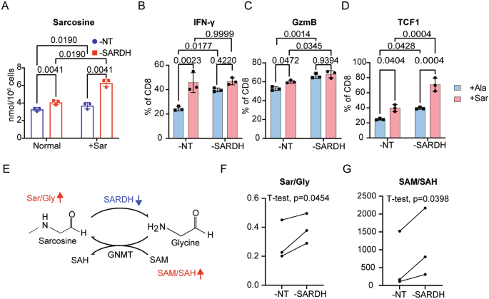 Fig. 5: SARDH suppresses T-cell function through metabolite modulation.