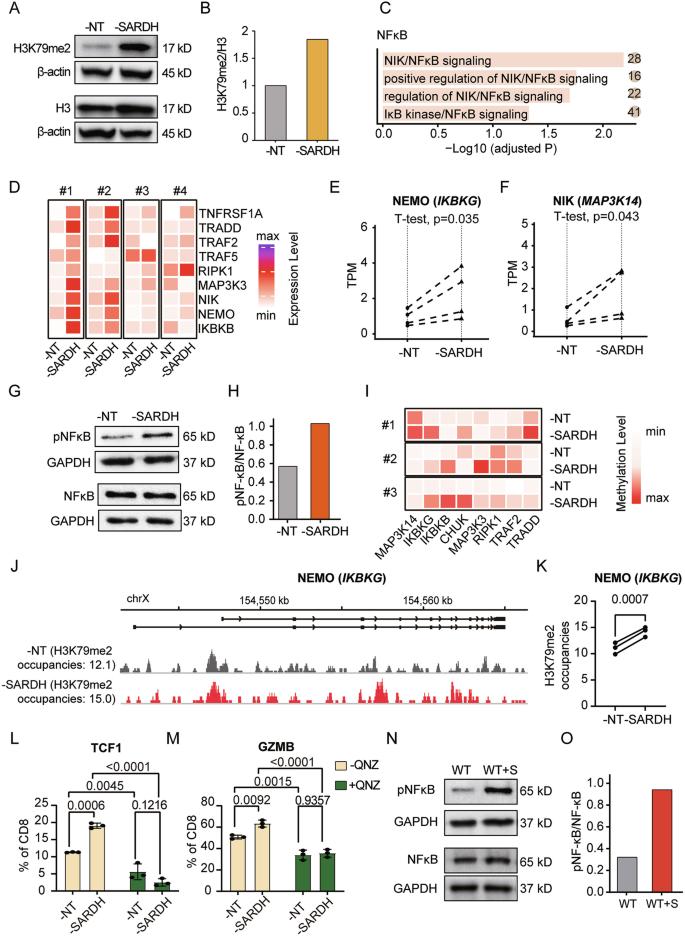 Fig. 6: SARDH modulates T-cell function via methylation-dependent NF-κB inhibition.