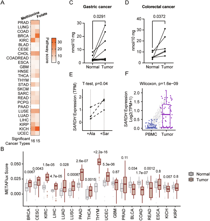 Fig. 7: Sarcosine accumulation induces T-cell expression of SARDH.