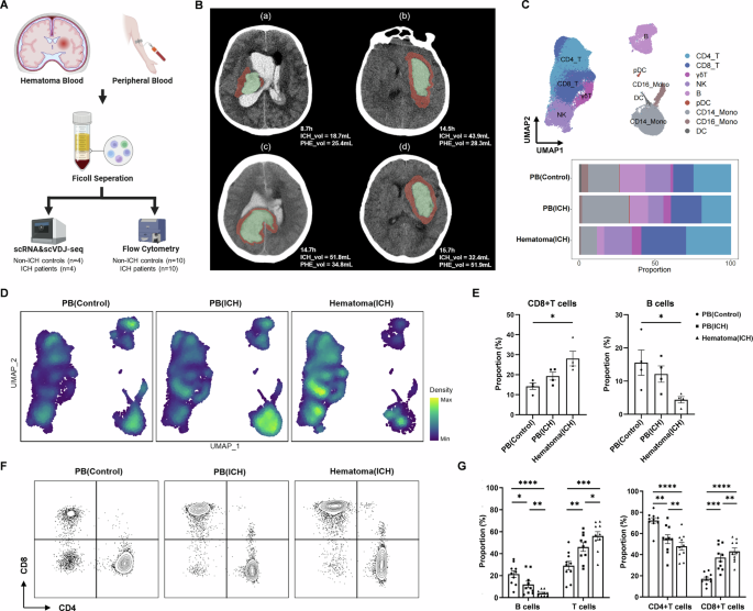 Fig. 1: Accumulation of CD8+ T cells within the hematoma during the hyperacute phase of ICH.