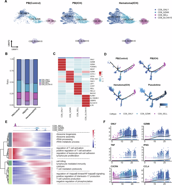 Fig. 2: CD8+ T-cell subsets and their differentiation trajectories in the hematomas and peripheral blood of ICH patients.
