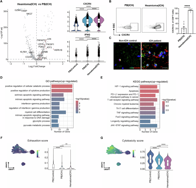 Fig. 3: CD8+ T cells undergo metabolic and functional reprogramming within hematomas.