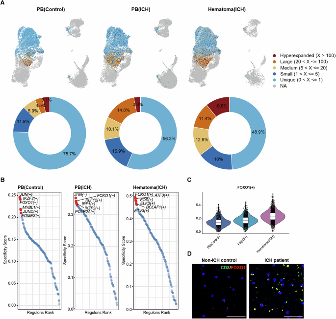 Fig. 4: FOXO1 drives distinct phenotypic changes in CD8+ T cells.