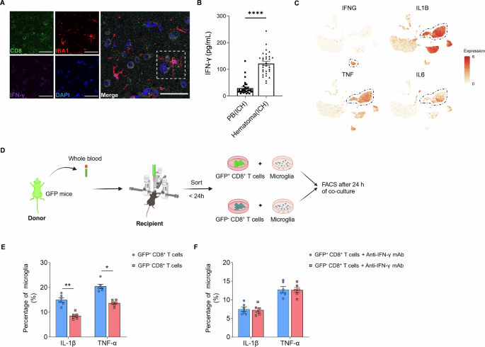 Fig. 6: CD8+ T cells in the hematoma activate microglia in ICH mice.