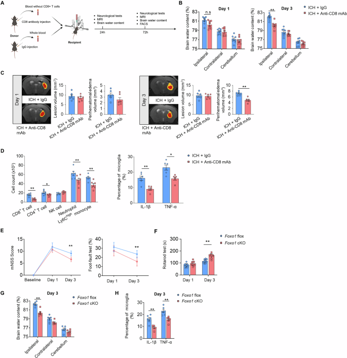 Fig. 7: Removal of CD8+ T cells or genetic deletion of FOXO1 in hematomal CD8+ T cells attenuated neurological deficits and PHE in ICH mice.